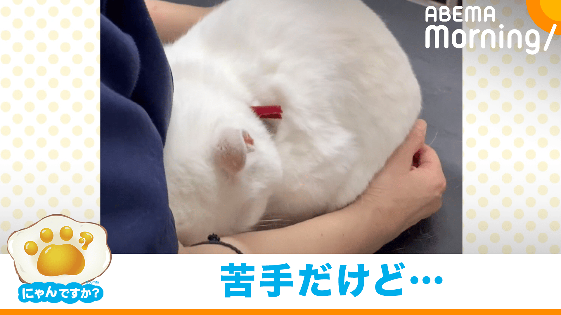 注射を我慢するネコ｢にゃんですか｣ - ABEMA Morning【平日あさ7時