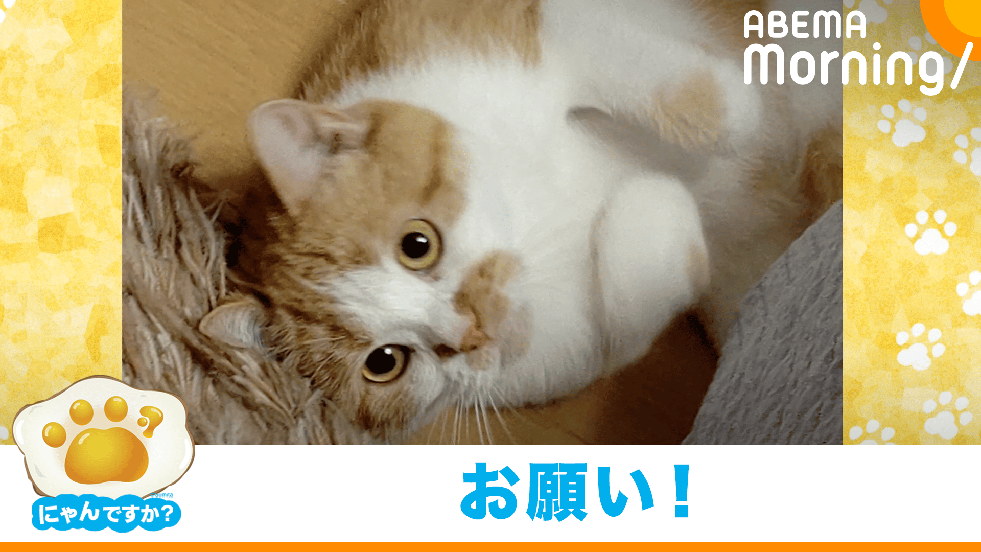 ぶーにゃんです 気が強いネコの可愛すぎるお願いポーズ｢にゃんですか｣ - ABEMA Morning