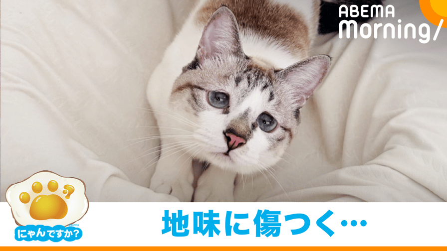 ABEMA Morning【平日あさ7時〜生放送】 - なでたらすぐ毛づくろいする「ぴえん顔」の猫|「にゃんですか」