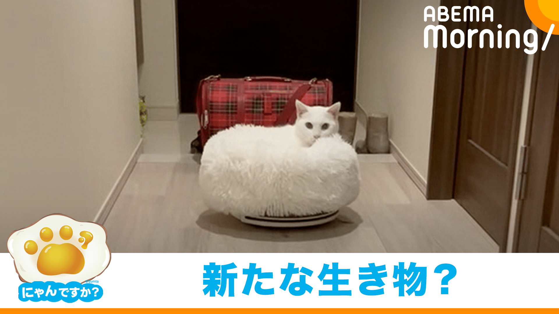 ロボット掃除機が美意識高い白猫の「自家用車」に|にゃんですか