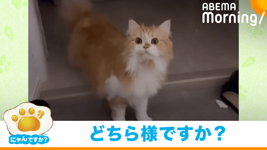 ABEMA Morning【平日あさ7時〜生放送】 - 飼い主さんのお出迎えで