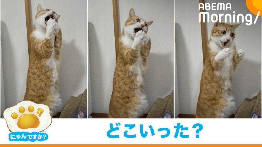 ABEMA Morning【平日あさ7時〜生放送】 - 猫じゃらしが消えて驚くネコ|にゃんですか