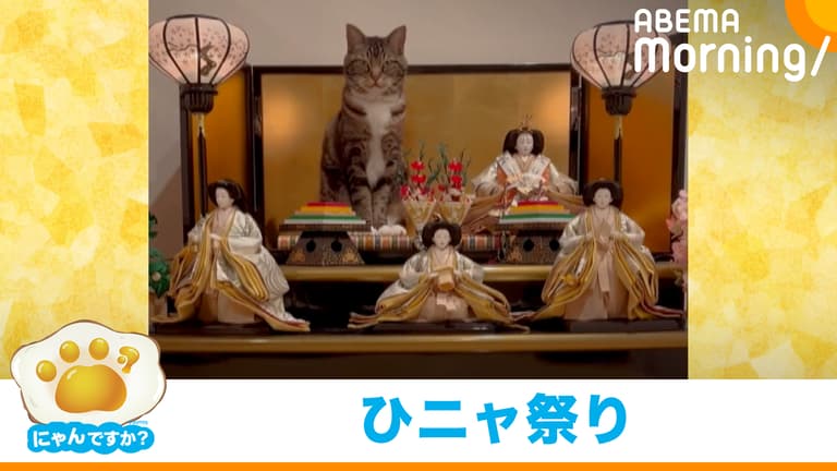 ABEMA Morning【平日あさ7時〜生放送】 - 「ひな人形」飾ったら...横にちょこんと座る猫|にゃんですか