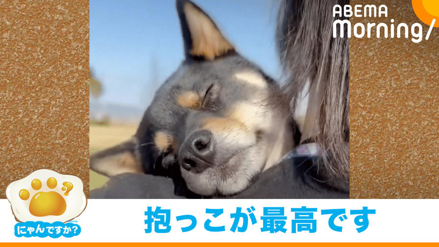 ABEMA Morning【平日あさ7時〜生放送】 - 抱っこでスヤスヤ眠る犬(黒柴)|にゃんですか