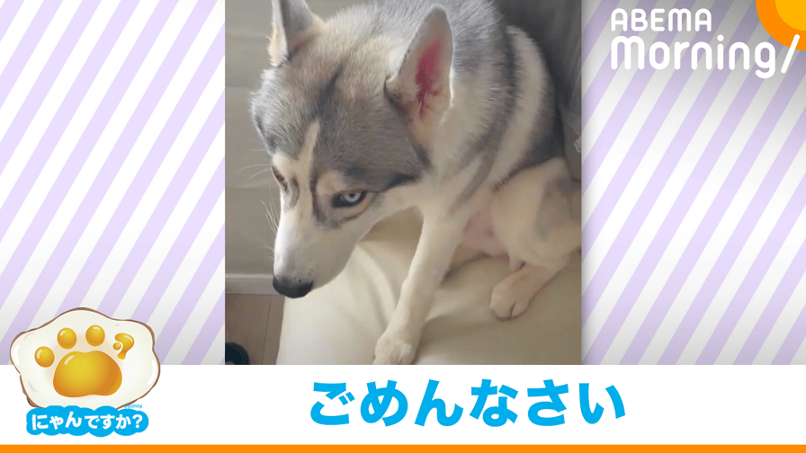 じゃれる、シベリアンハスキーの子犬 - 羊毛フェルト