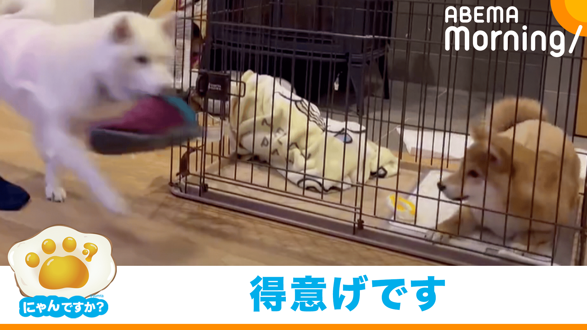 口にくわえてトコトコ せっせと靴運びする柴犬|にゃんですか - ABEMA