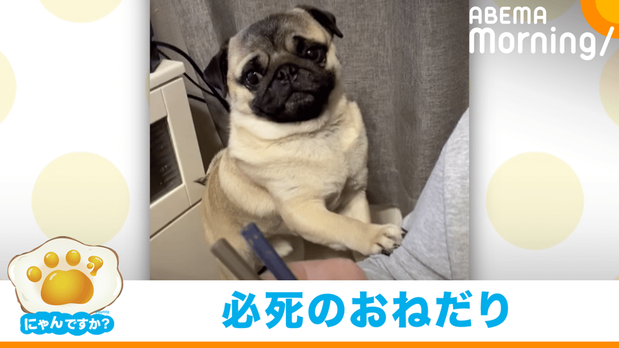 ABEMA Morning【平日あさ7時〜生放送】 - 一緒に食べたいよ!ごはんアピールをする犬(パグ)|にゃんですか