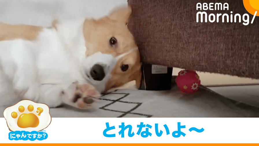 ABEMA Morning【平日あさ7時〜生放送】 - ボールをとろうと奮闘する犬(コーギー)|にゃんですか