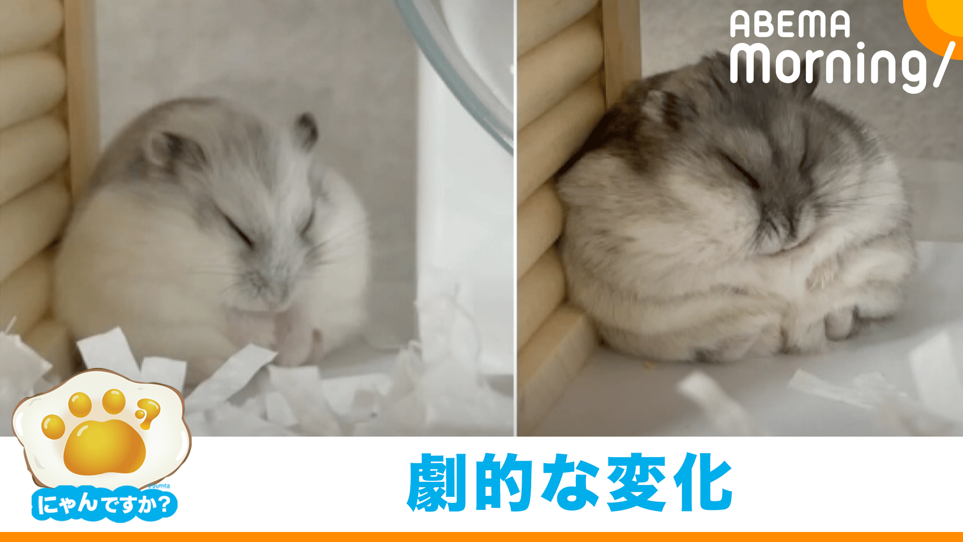撫でてあげられるハムスターおこつぼ これがこうなる選手権(ハムスター)|にゃんですか - ABEMA Morning