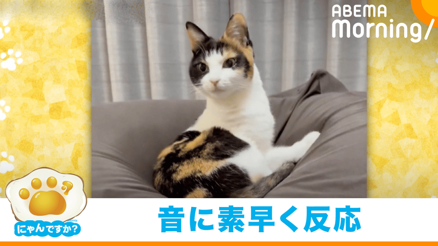 ABEMA Morning【平日あさ7時〜生放送】 - 爆睡中に飛び起きてどこかへ行く猫|にゃんですか