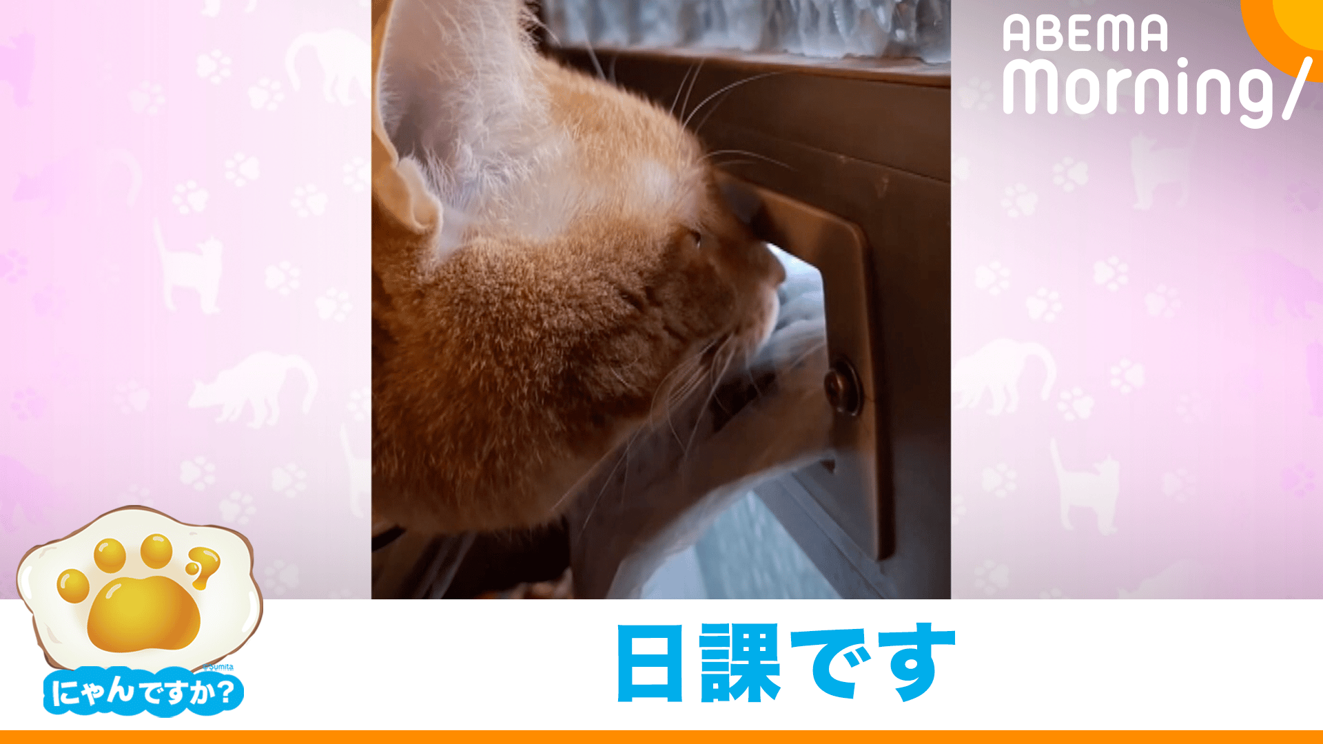 器用に新聞を取り込む猫|にゃんですか - ABEMA Morning【平日あさ7時 