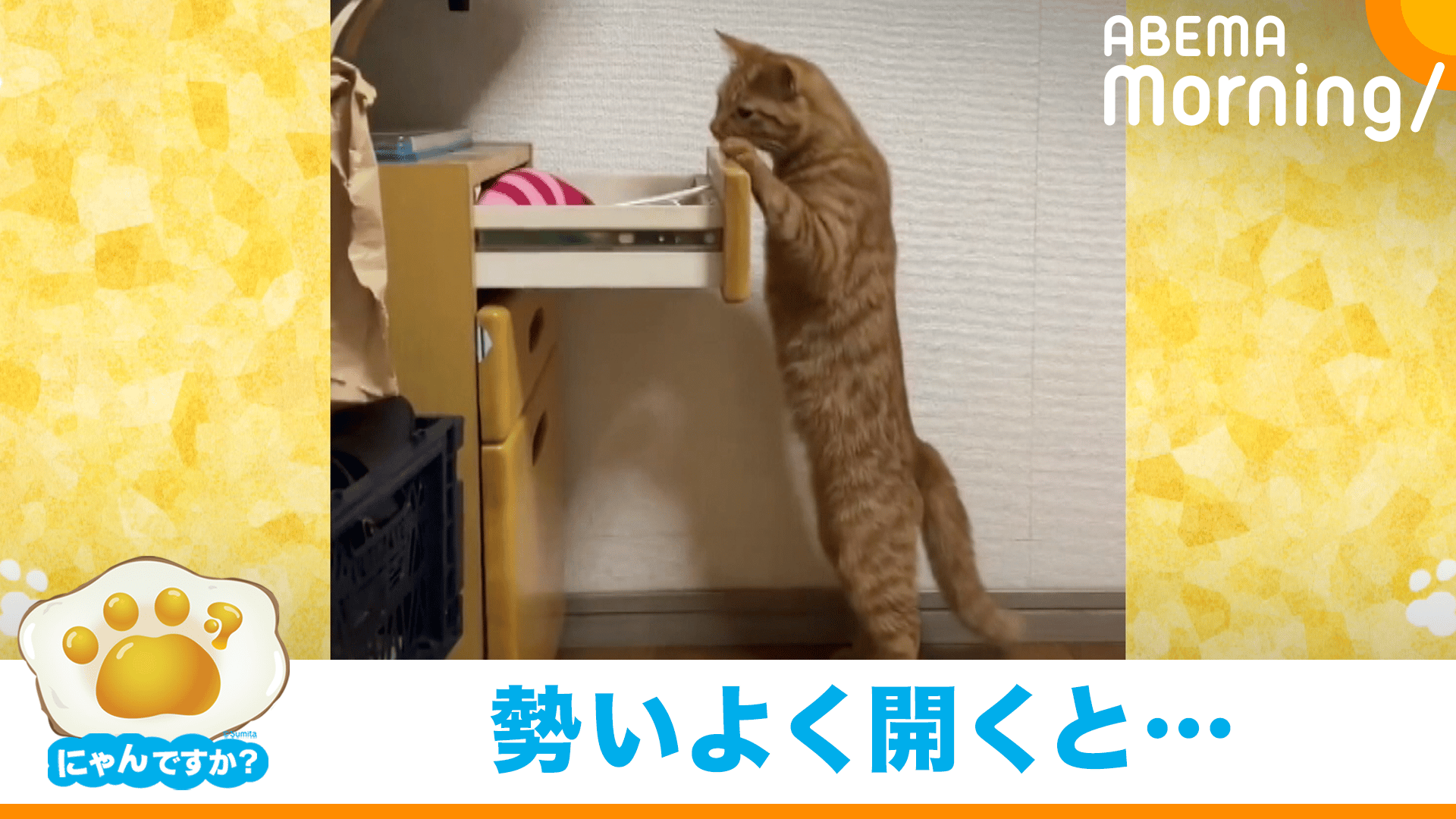 引き出しを開ける猫|にゃんですか - ABEMA Morning【平日あさ7時