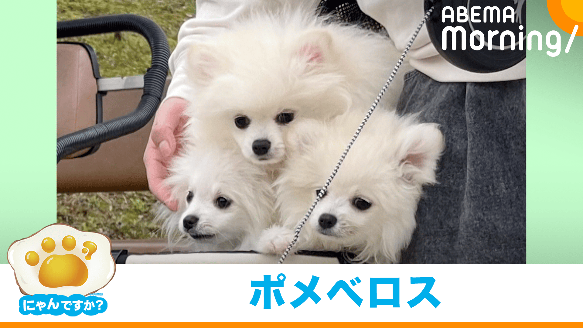 もっふもふな