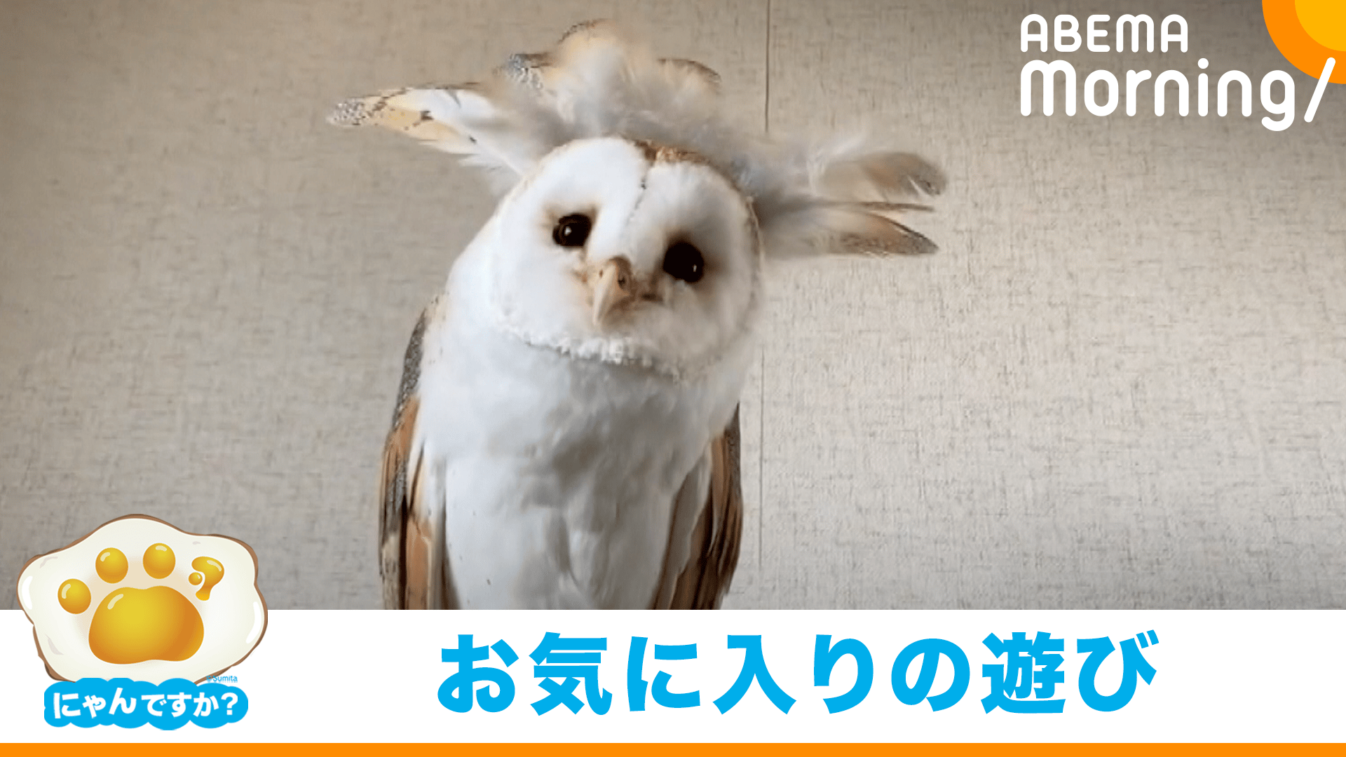 ＊恭ちゃんフクロウ君＊【メンフクロウ】＊レア 恭ちゃん様専用フクロウ君＊【メンフクロウ】＊レア 恭ちゃんフクロウ