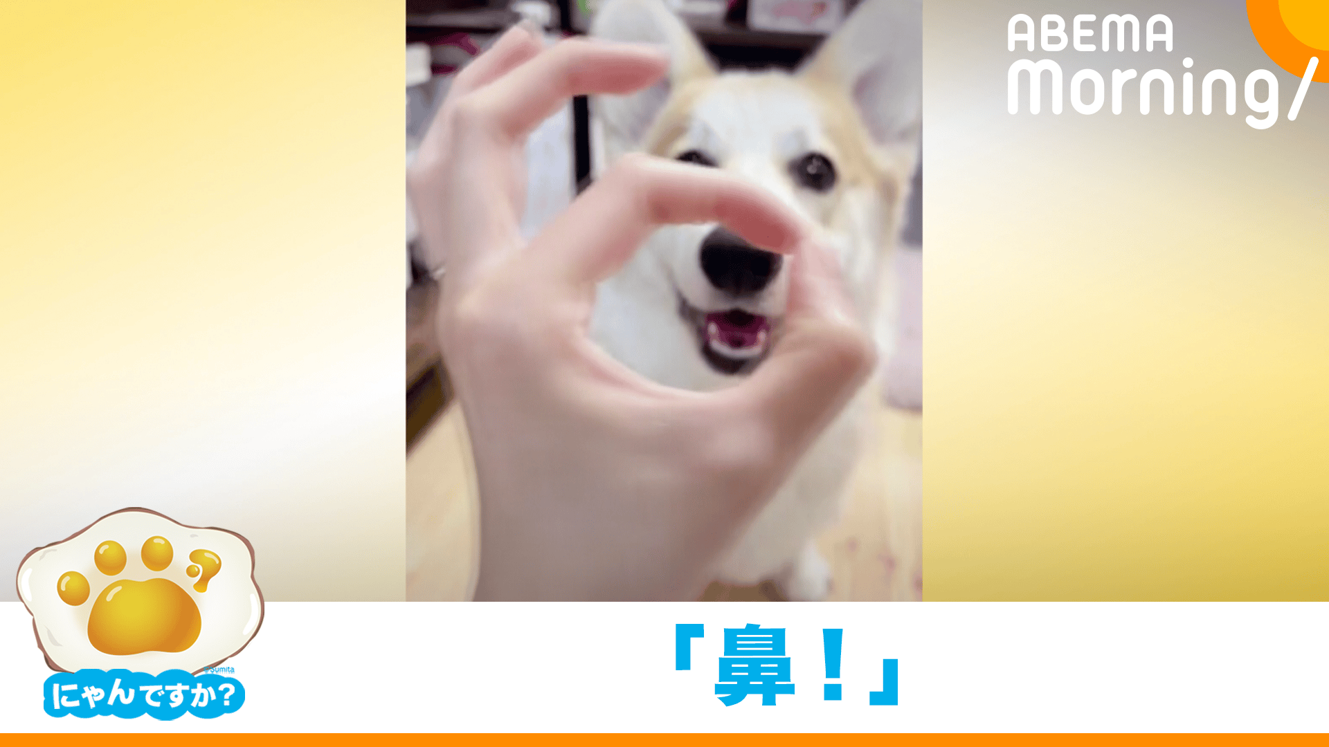 お手」ではなく鼻を突っ込む犬(コーギー)|にゃんですか - ABEMA