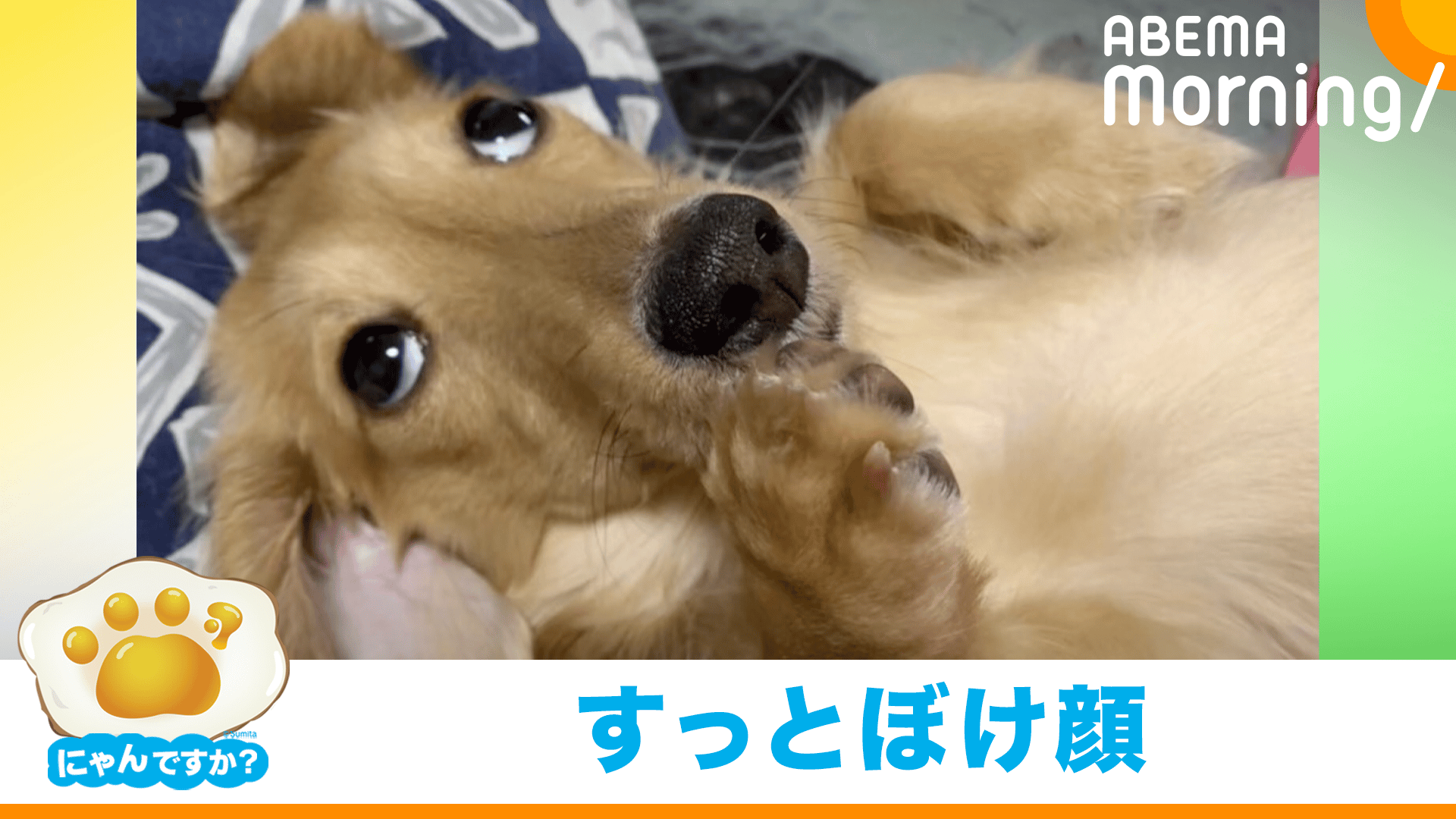 うちの子のけだまだま 犬 ダックス　ベージュ Lサイズ　正規品 うちの子のけだまだま 犬 ダックス ベージュ Lサイズ 正規品 愛犬