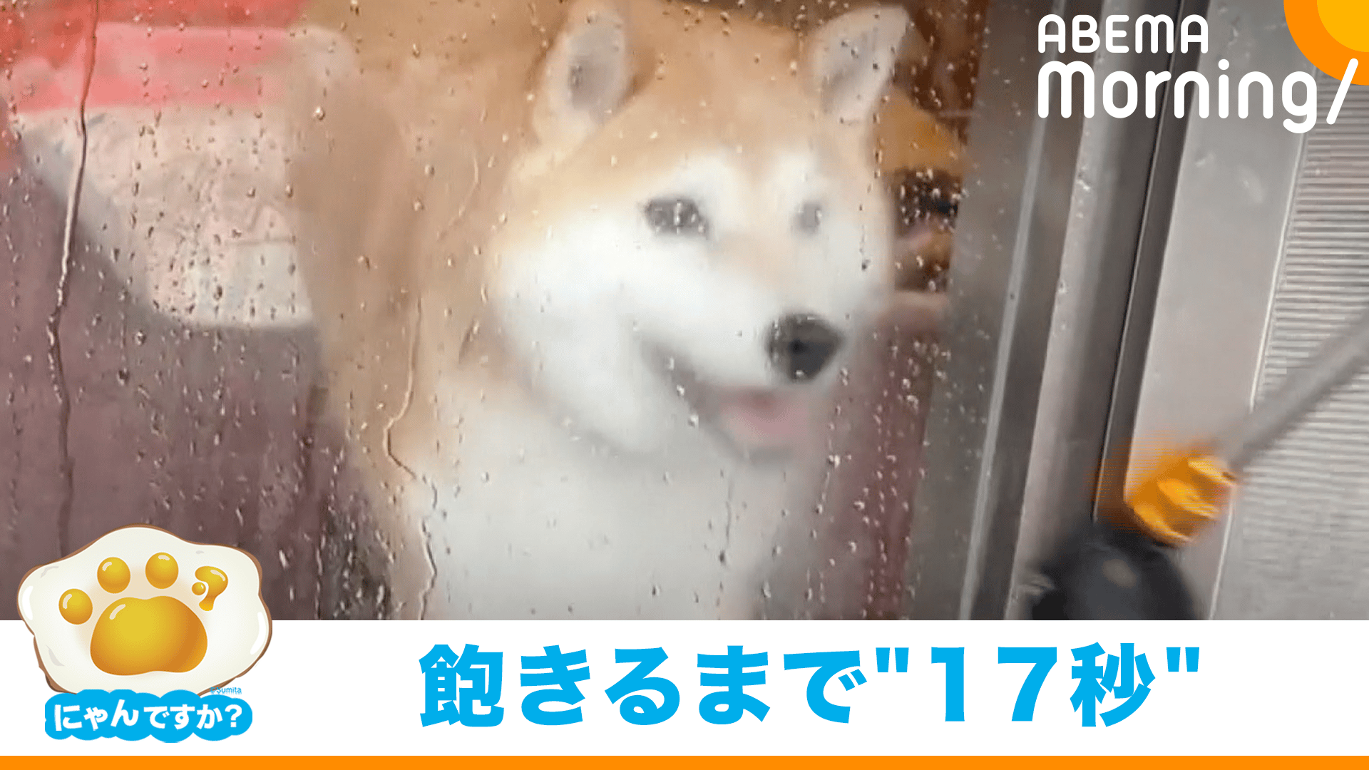 ルンルンからのプイッ テンションが急変する犬|にゃんですか - ABEMA 