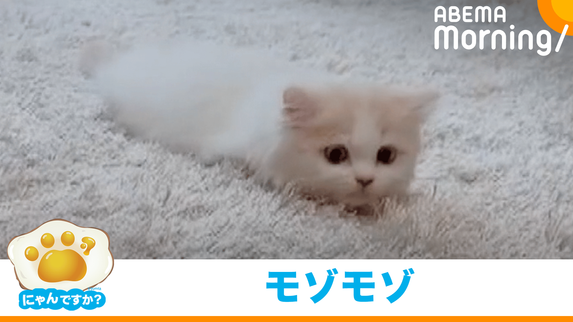 ムカデ?ツチノコ?謎の動きが可愛いネコ|にゃんですか - ABEMA Morning