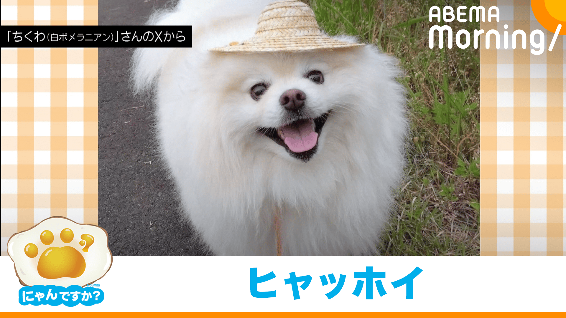トリミング後に寝転ぶ犬(ポメラニアン)|にゃんですか - ABEMA Morning