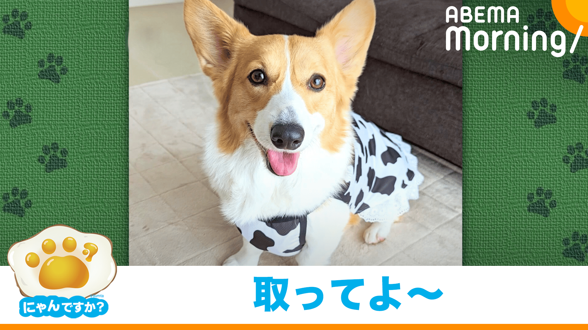 おもちゃに触りたくて一生懸命前足をのばす犬(コーギー)|にゃんですか