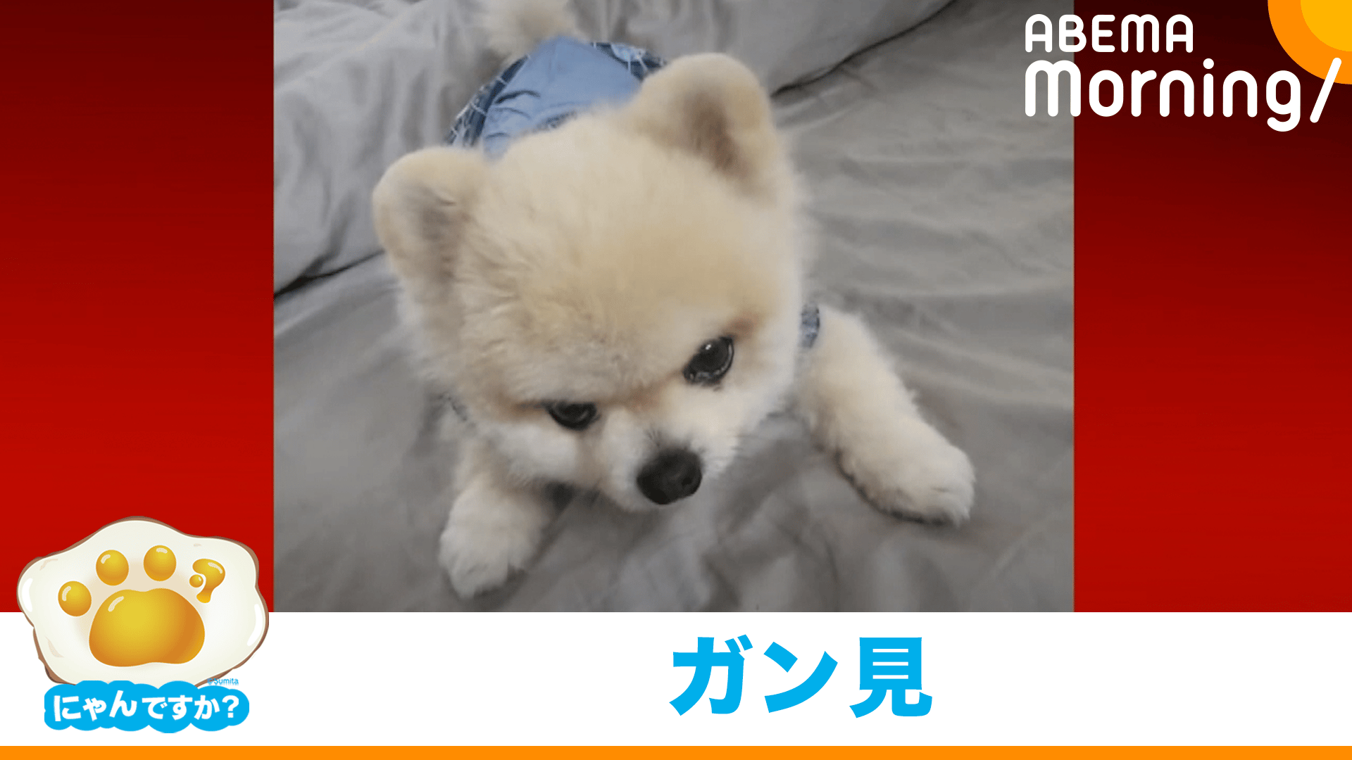 飼い主依存症なのかも」ふわふわ犬の