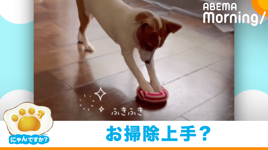 Tsu様 抱っこしてフェレットちゃん3匹 ゆるやか Tsu様 抱っこしてフェレットちゃん3匹 ゆるやか