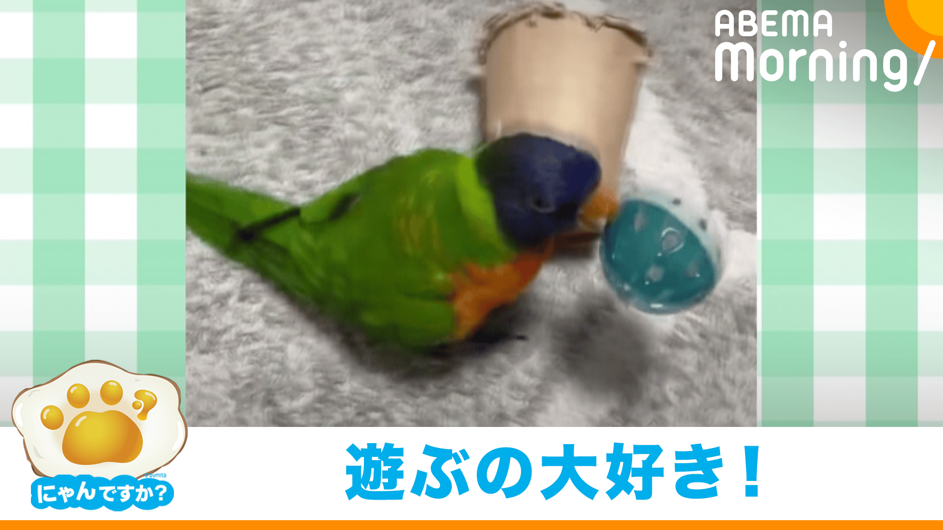 テンションMAXなインコ(ゴシキセイガイインコ)|にゃんですか - ABEMA 