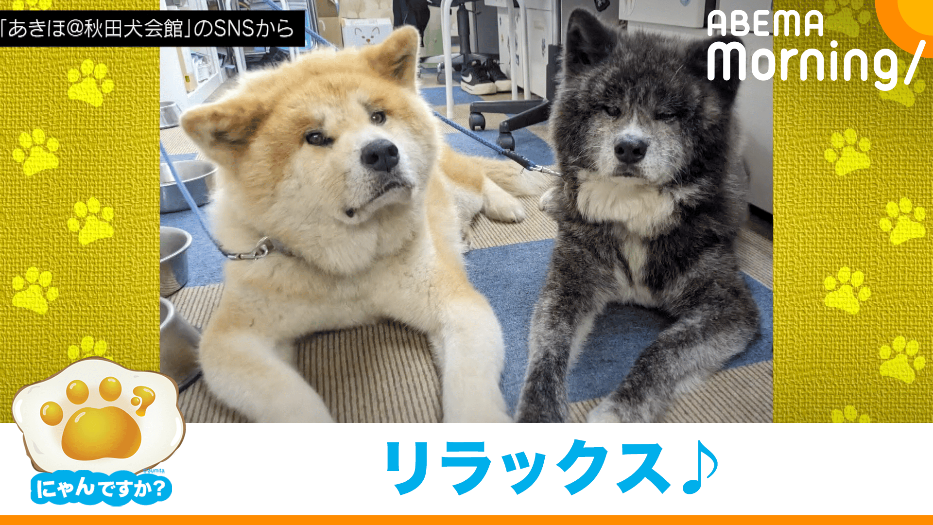 体を伸ばして無防備に眠る子犬(秋田犬)|にゃんですか - ABEMA Morning