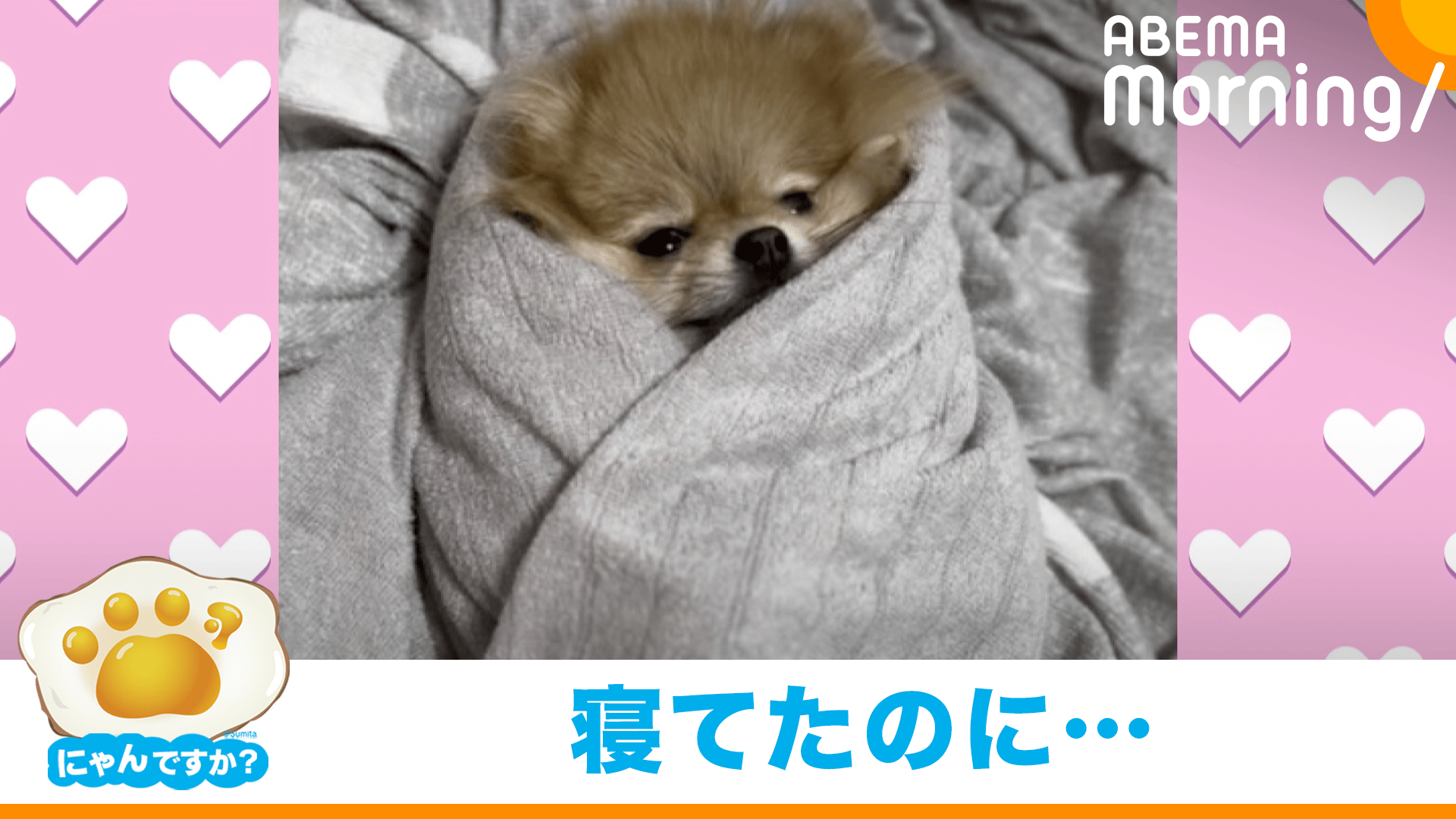 ルーナ様確認ページ 不機嫌なポメラニアン thumb001.png?height=720&