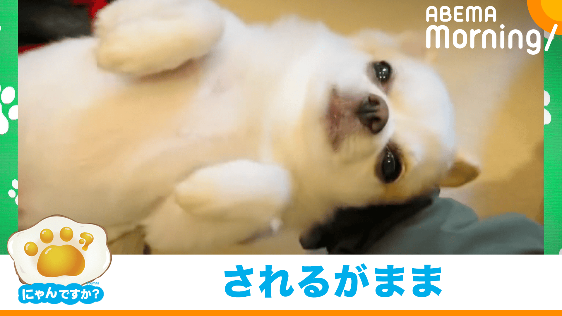 散歩の準備が苦手?