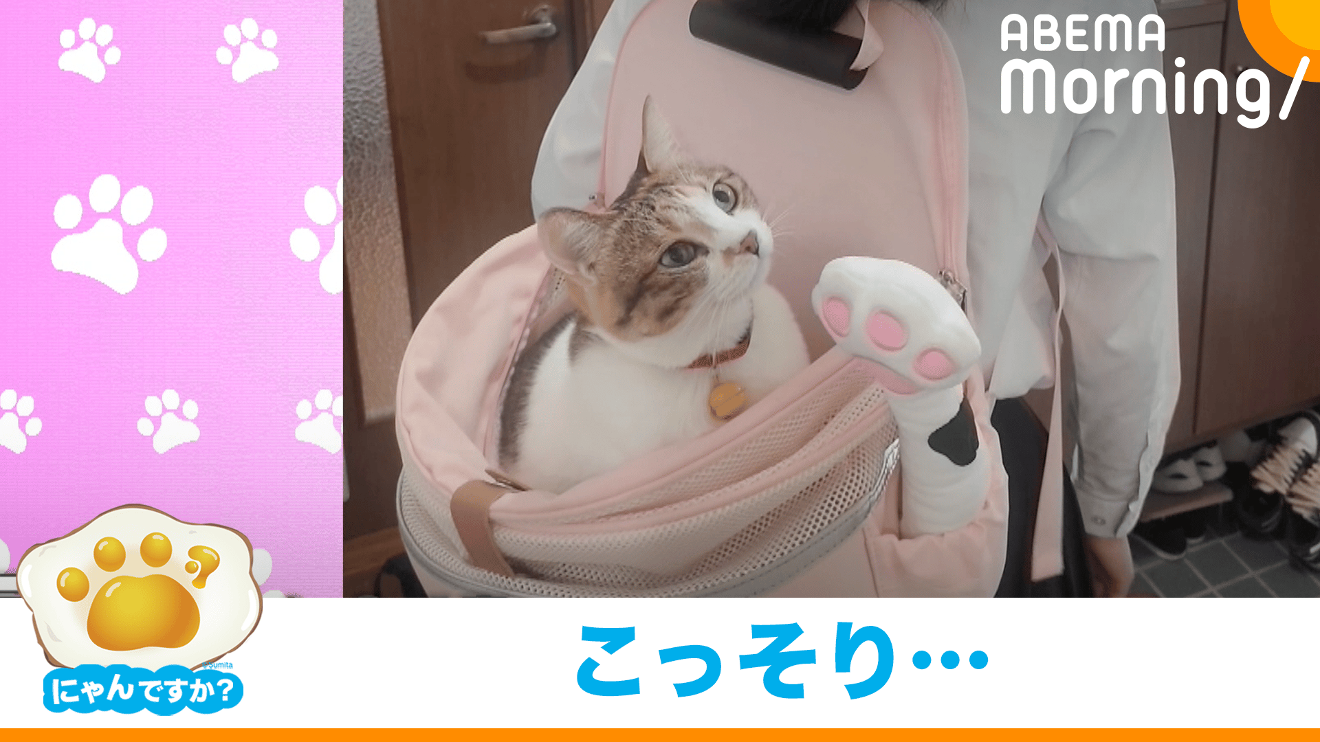お姉ちゃんと離れたくないネコ|にゃんですか - ABEMA Morning【平日