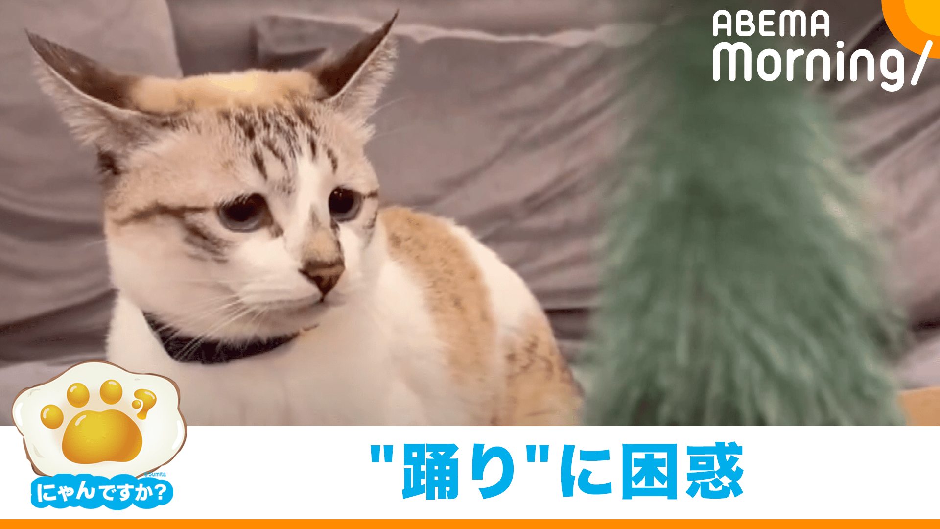 踊るツリーに困惑気味の猫|にゃんですか - ABEMA Morning【平日あさ7時
