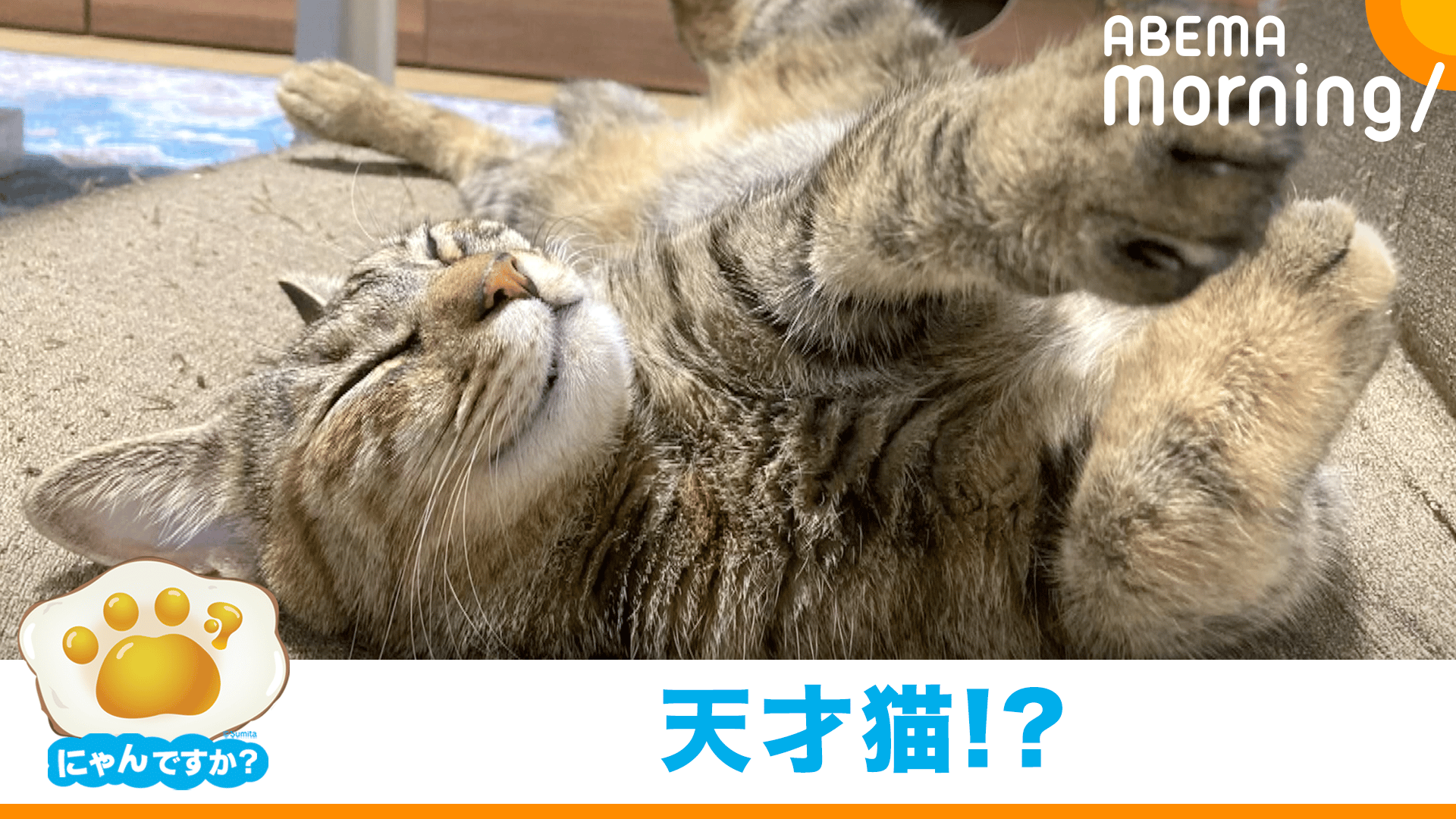 ねこ様 確認用 （絵本ねこ様確認用画像☆ 早かっ） 