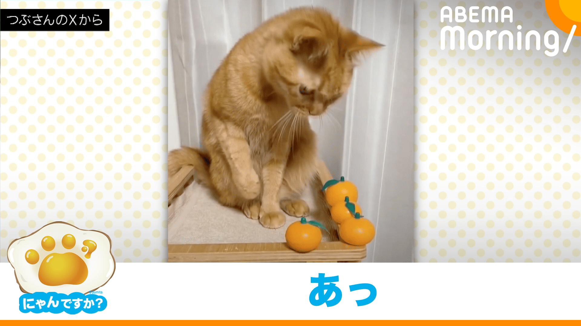 慎重に慎重に几帳面?な猫|にゃんですか - ABEMA Morning【平日あさ7