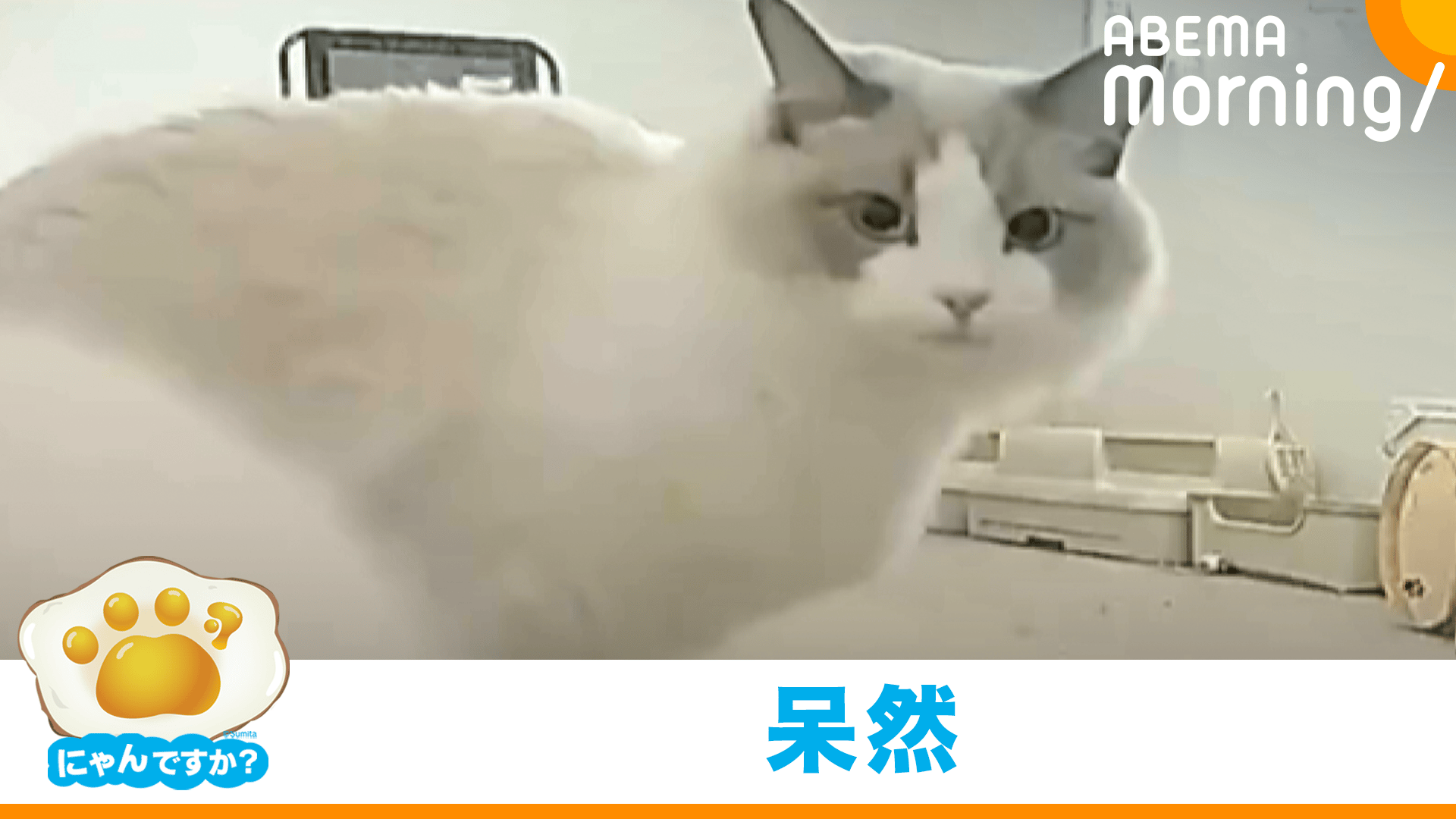 お行儀よくエサを待っていた猫 まさかの展開に...(ラグドール)|にゃん  