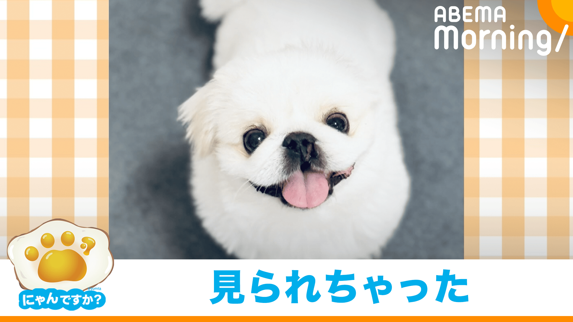こっそり甘えていたのにバレちゃった犬|にゃんですか - ABEMA