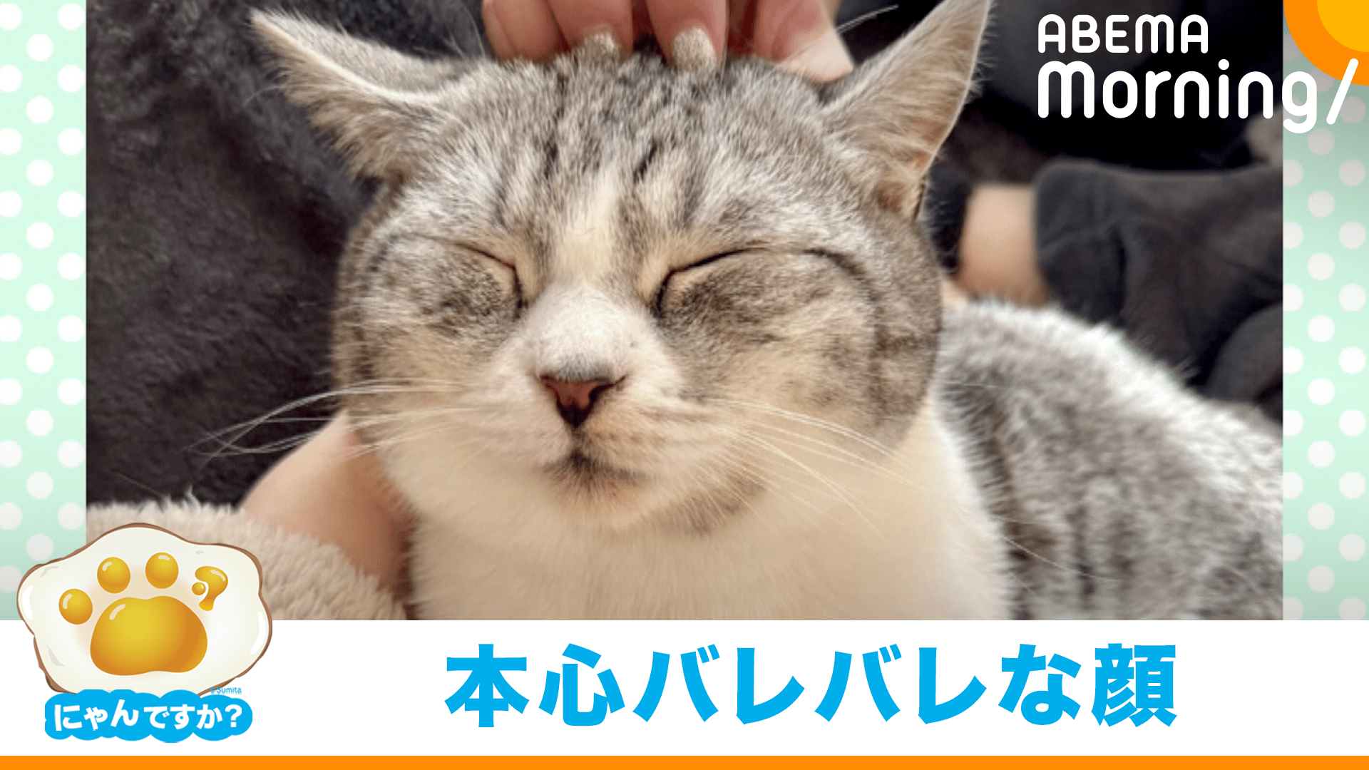 マンチカンのすべてを物語る”素直な顔”に癒される|にゃんですか