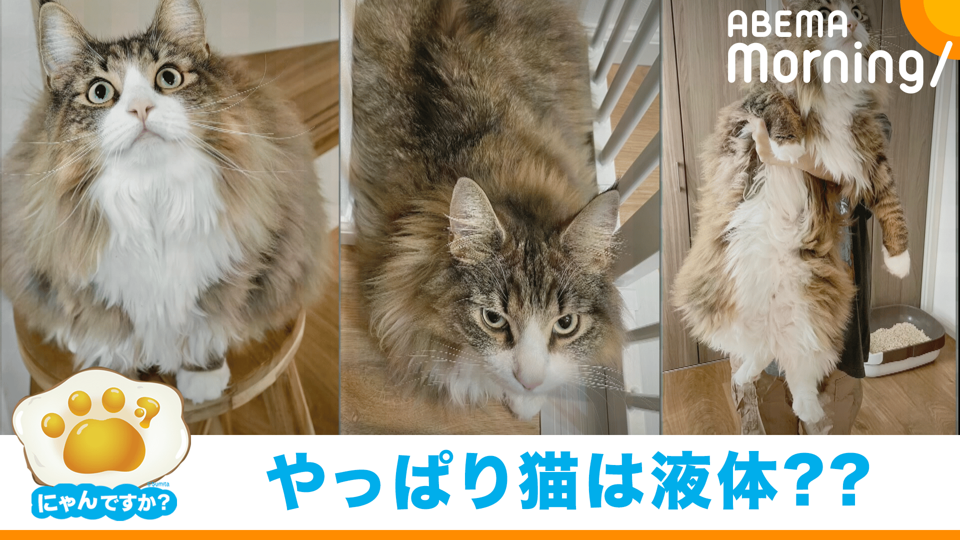 変幻自在に姿を変える猫(ノルウェージャンフォレストキャット)|にゃん
