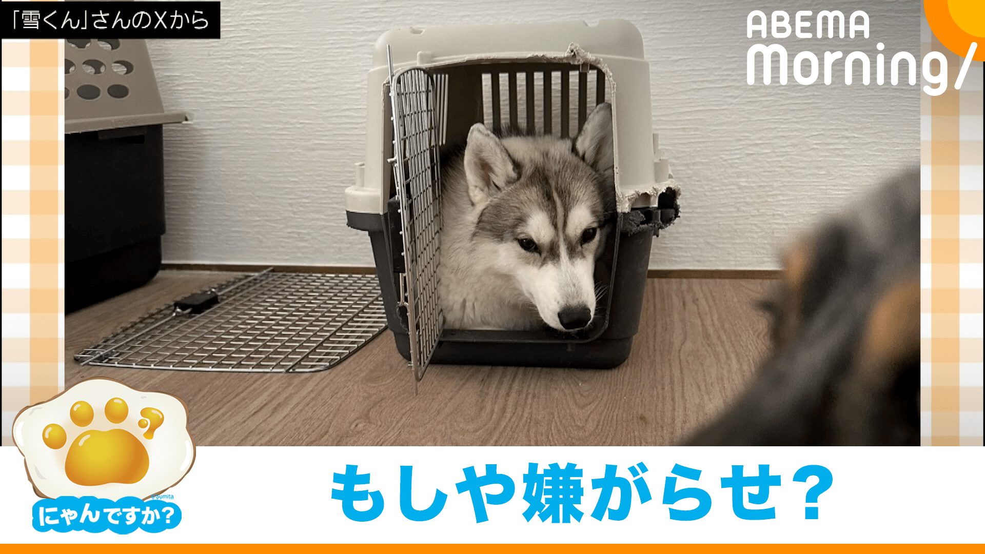 シベリアン・ハスキーの予想外な行動に困惑(ミニチュア・ダックス