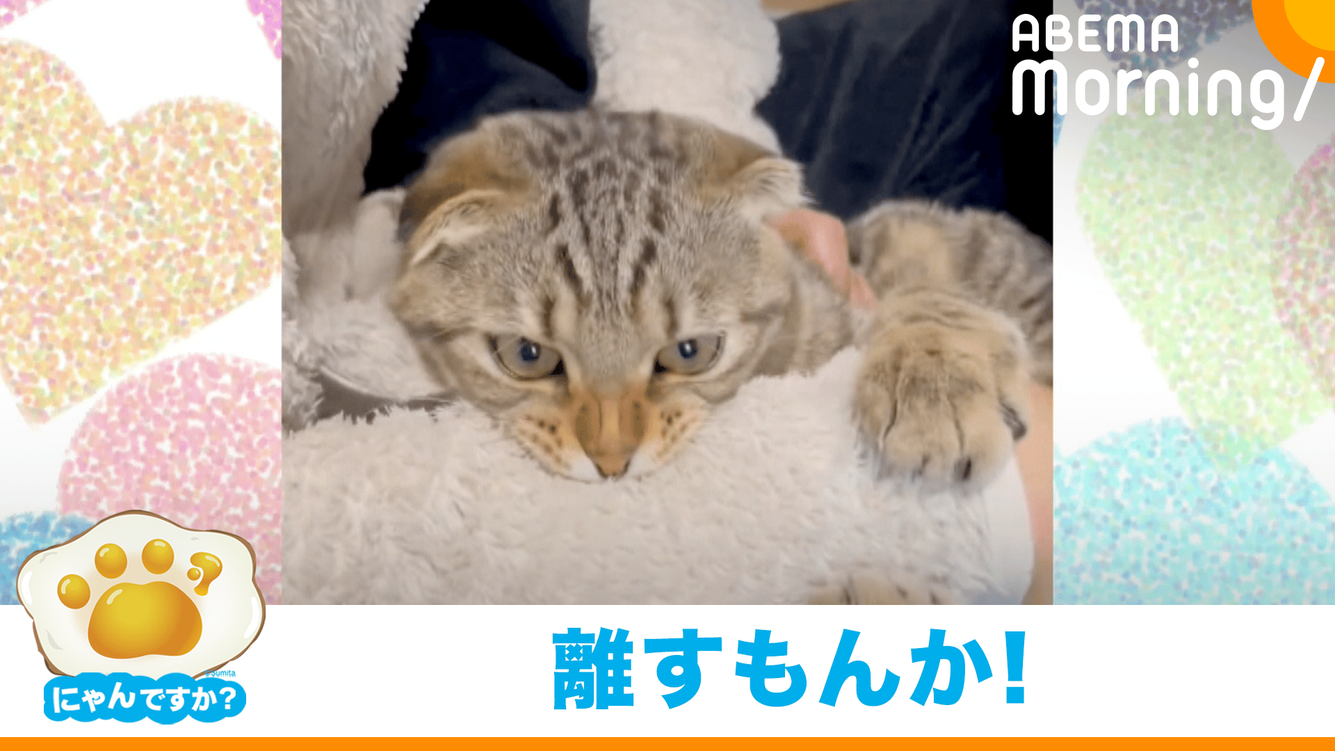 飼い主の心、猫知らず?(スコティッシュフォールド)|にゃんですか 