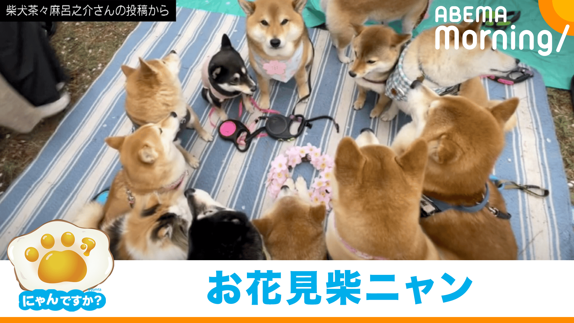 圧巻!11匹の柴犬と1匹の猫で花見|にゃんですか - ABEMA Morning【平日