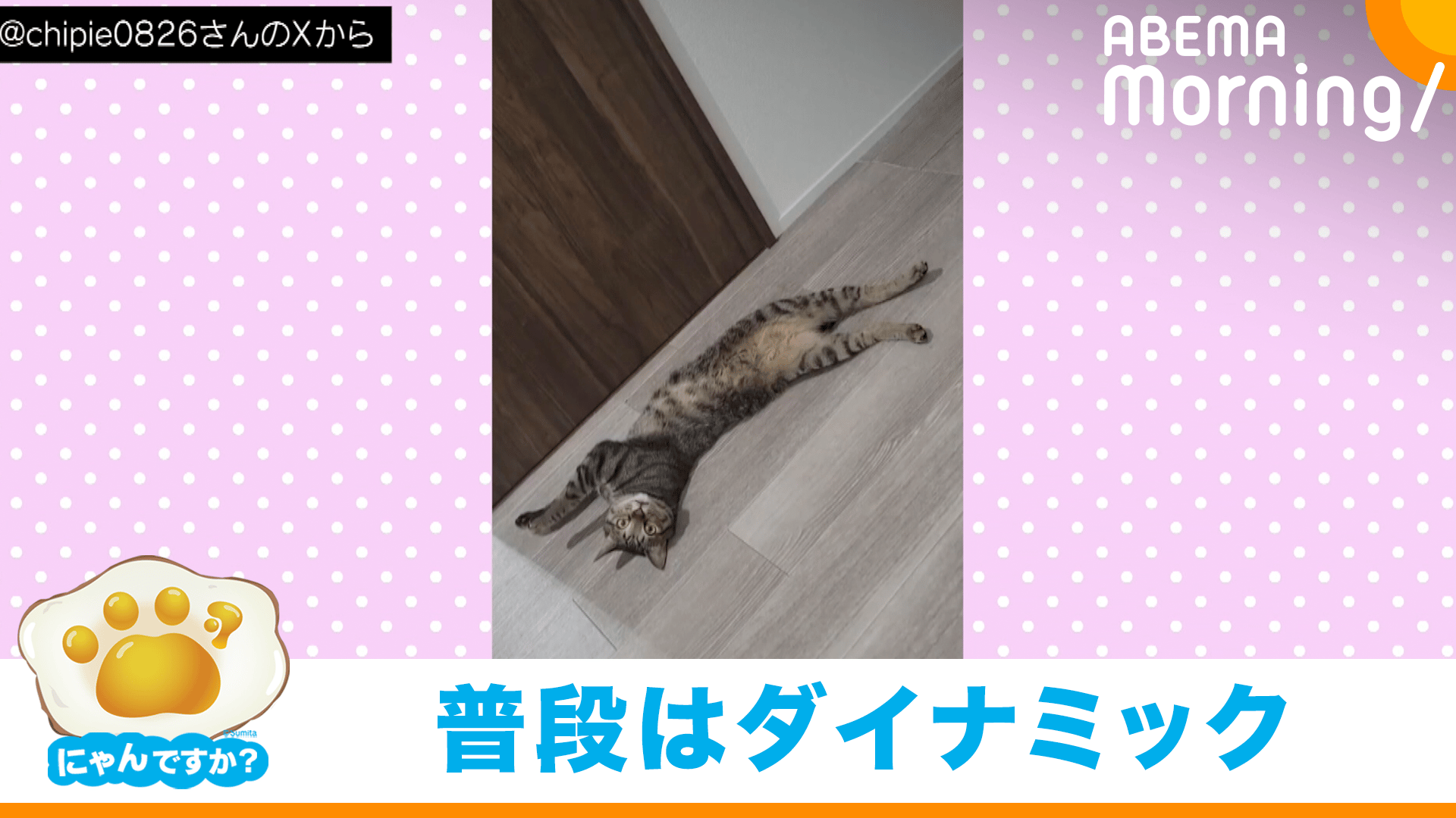 写真ごっこ!?不思議なポーズで寝っ転がる猫｜にゃんですか - ABEMA  
