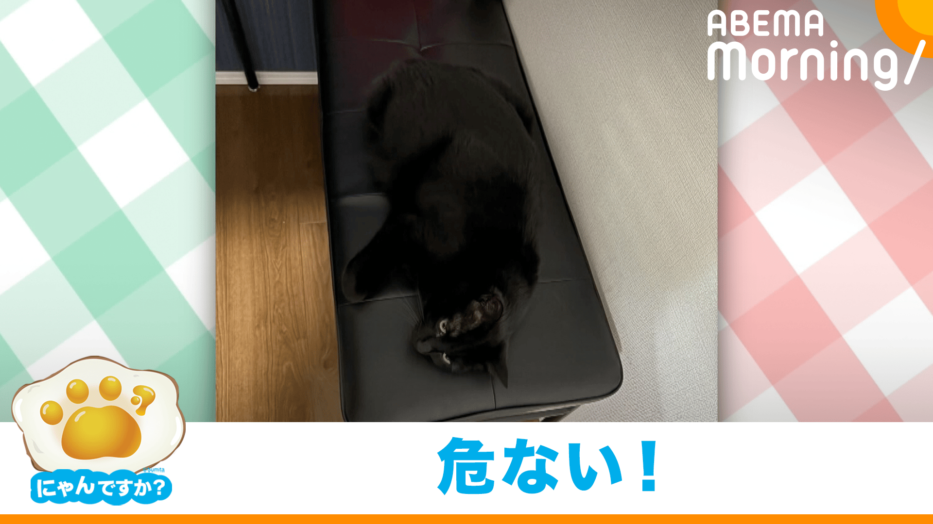 要注意!黒いイスに擬態する黒猫|にゃんですか - ABEMA Morning【平日