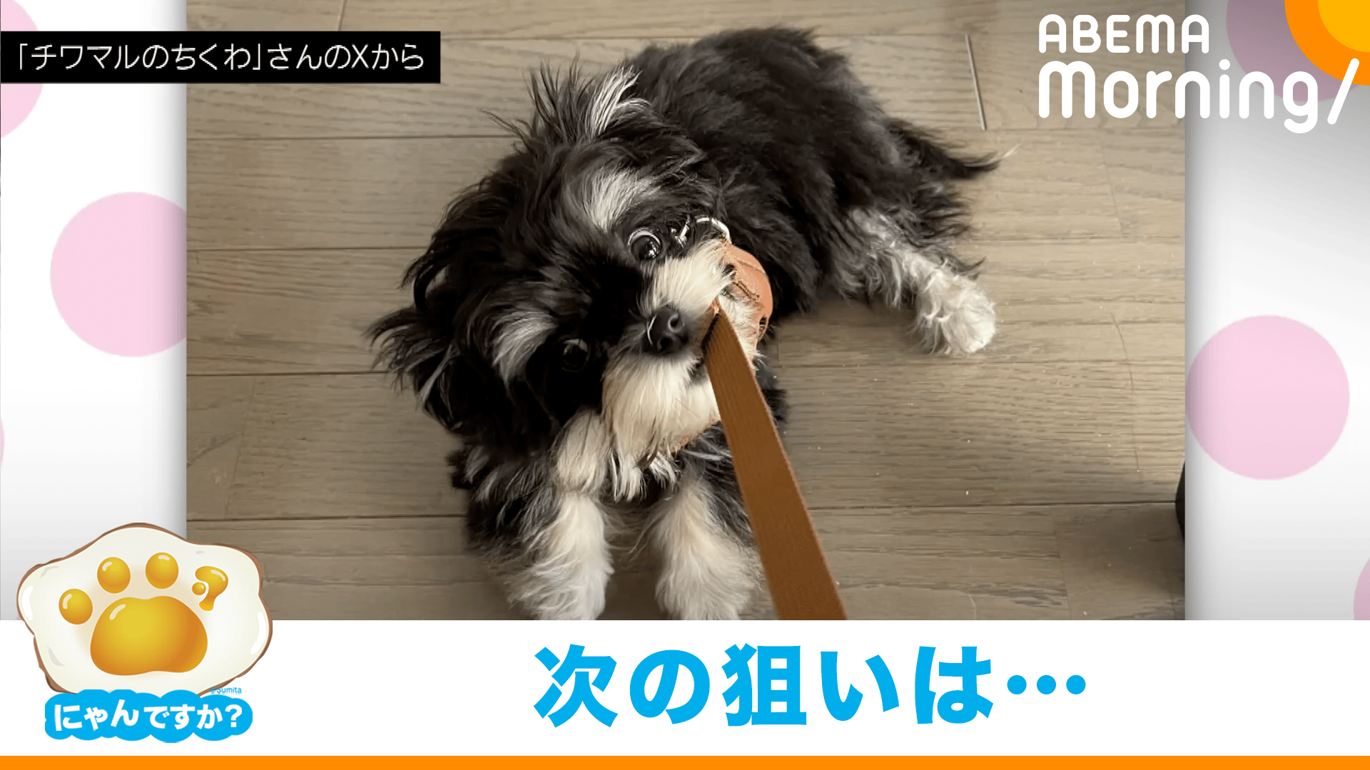 ズボンのひもが好きすぎる犬(チワワ×マルチーズ)|にゃんですか - ABEMA