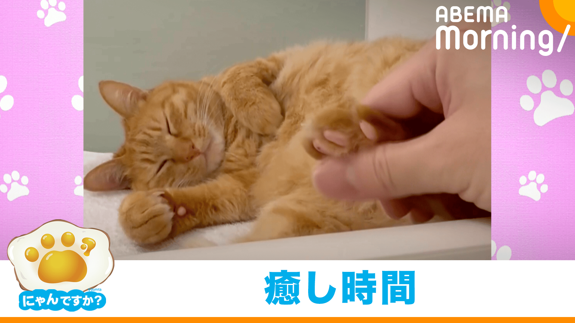 飼い主さんも癒されるお風呂で猫の