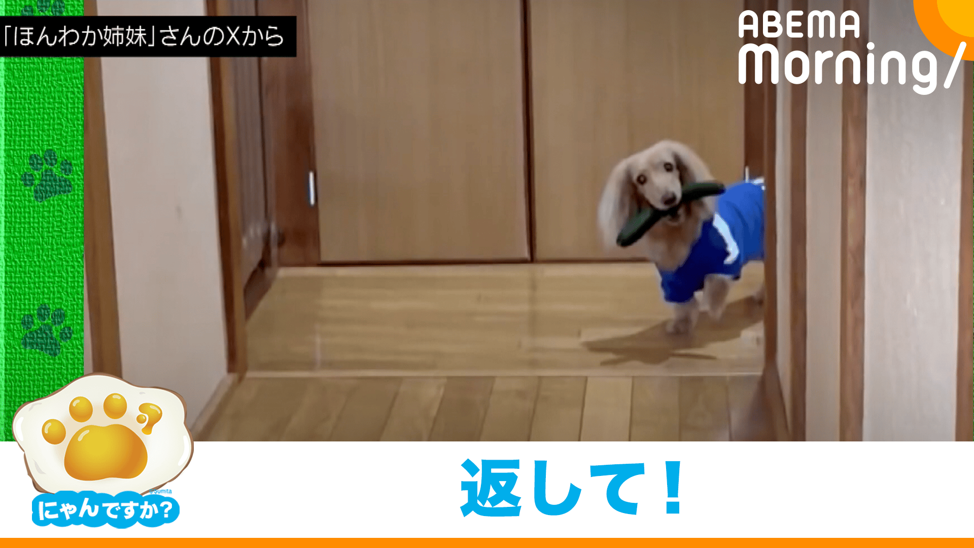 ドロボー～！キュウリをくわえて逃げるミニチュア・ダックス