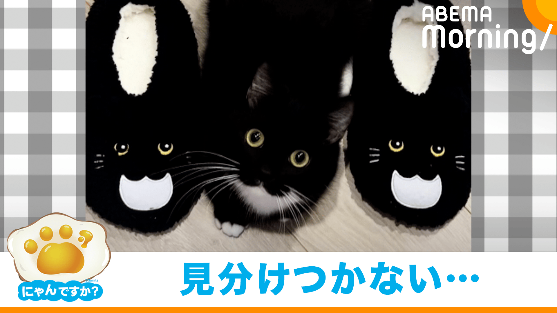 三つ子？ネコとそっくりな