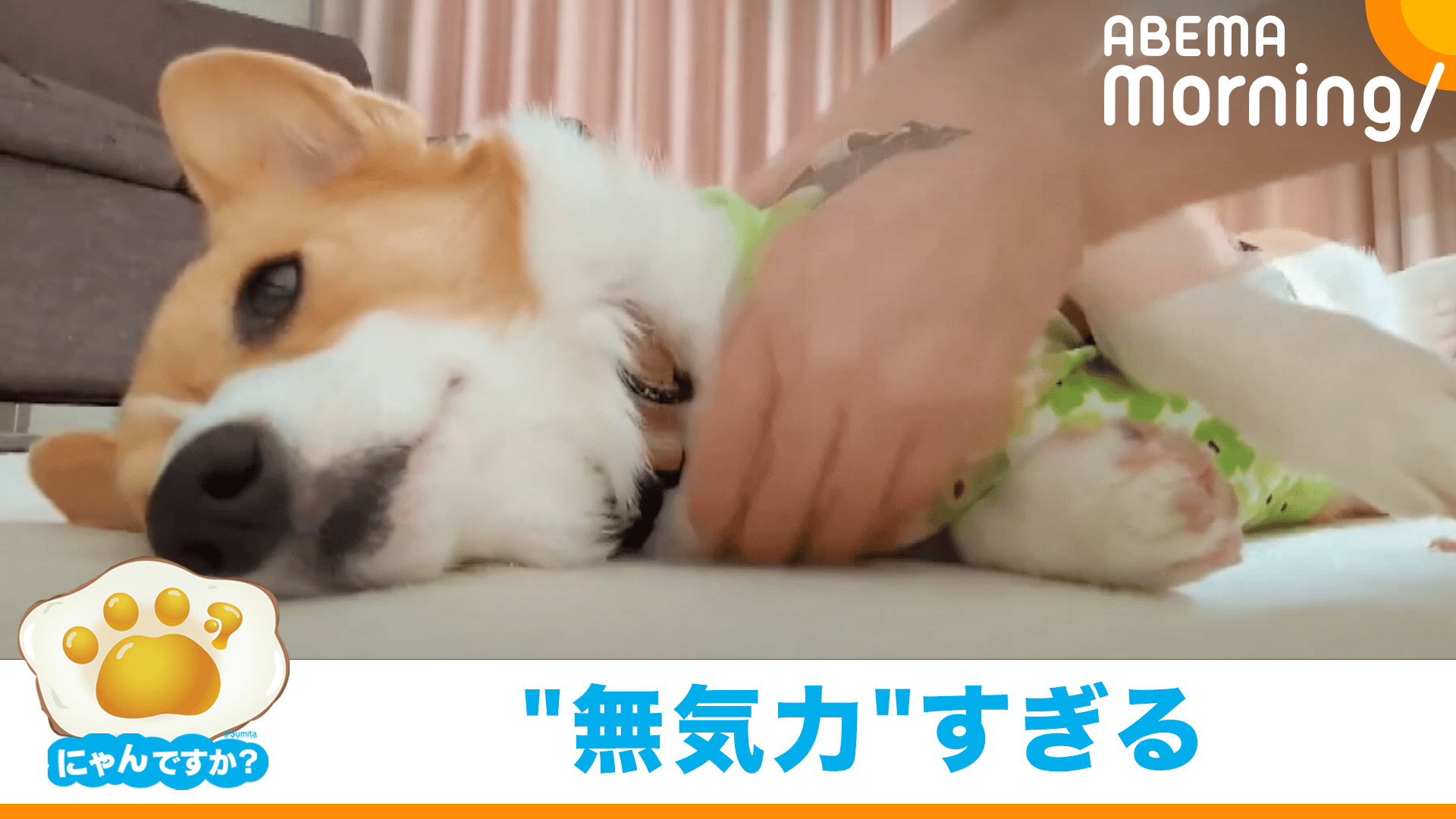 サンエックス　わんこが飼えちゃうメモ　コーギー thumb001.png?height=144&