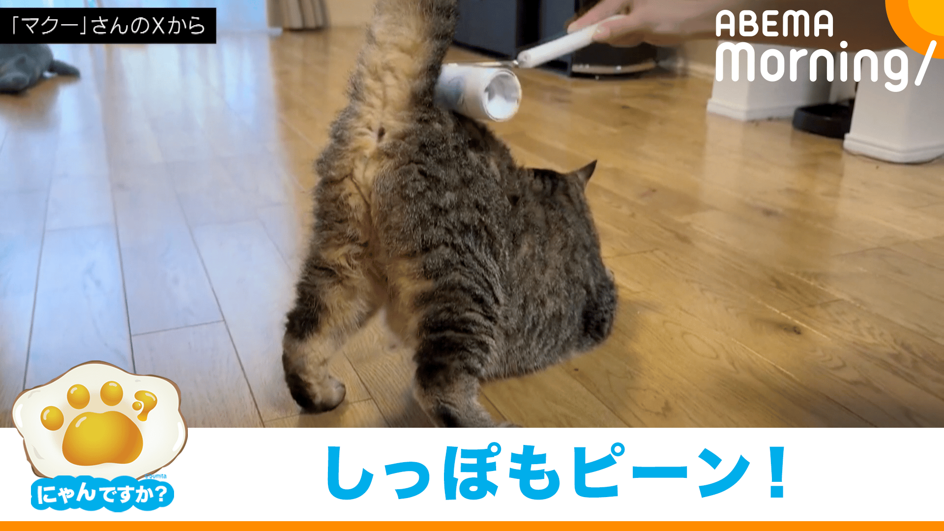 ジャッキアップ!? お尻が上がっちゃうネコ｜にゃんですか - ABEMA