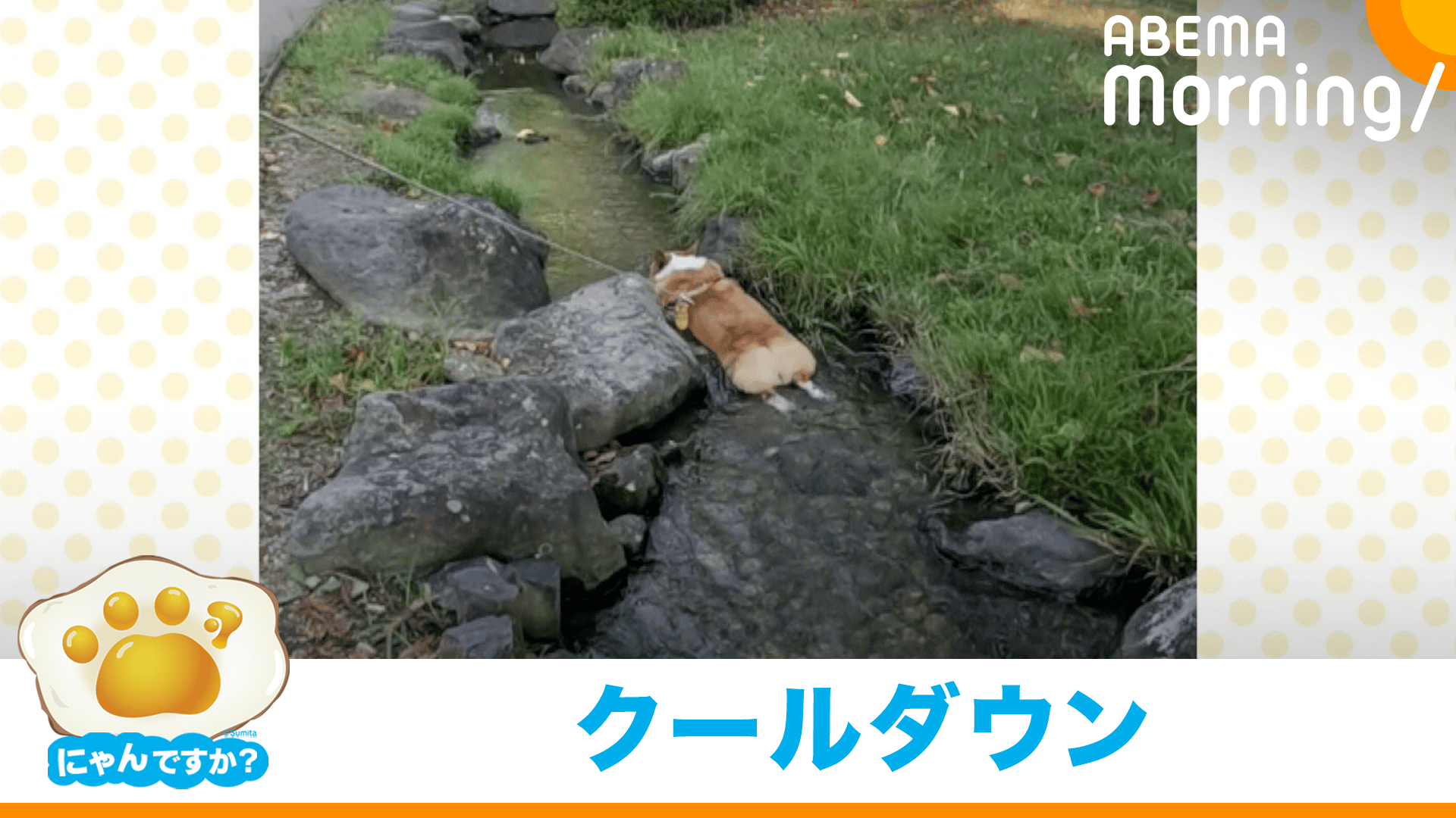 朝9時までに売れなければ300円早押し対決❗️　「こんにちは！君だけのコーギー」 thumb001.png?height=720&